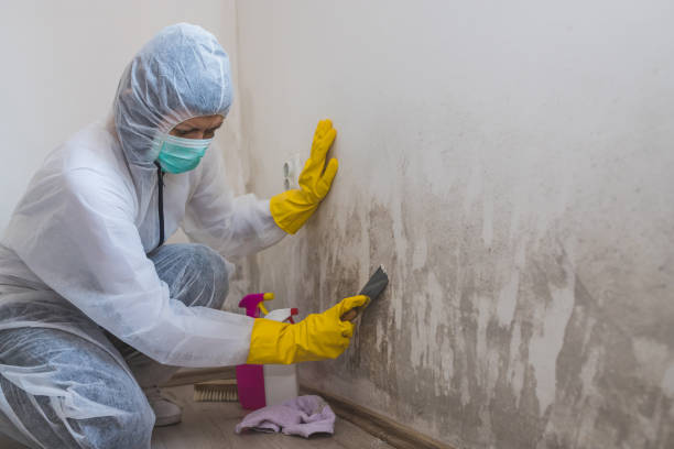 Professional Mold Remediation in West Palm Beach, FL
